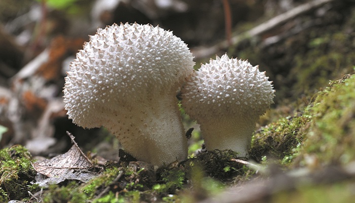 фото грибы Дождевики